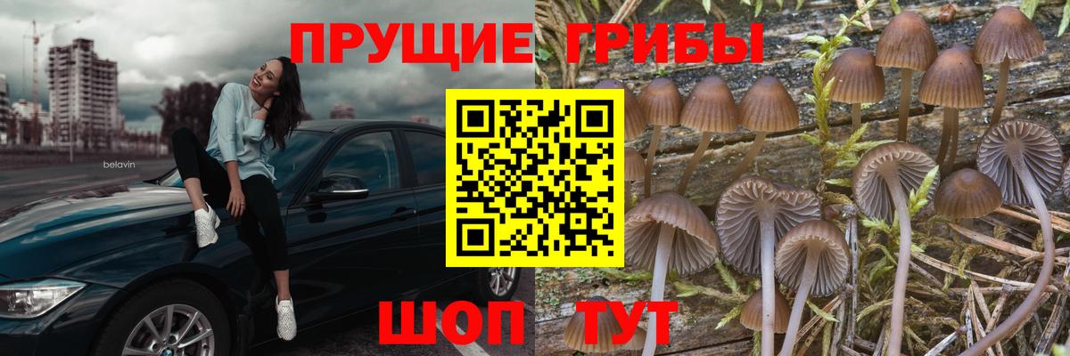 Сергиев Посад  Псилоцибиновые грибы Magic Shrooms  Вход с VPN 